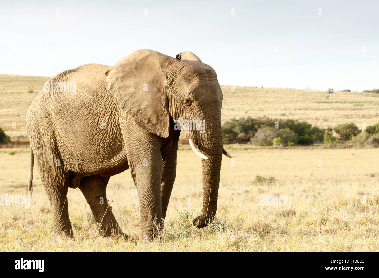 Just eating some dry grass - The African Bush Elephant Stock Photo