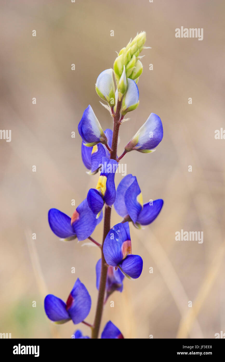 Big Bend Blue Lupinus havardii, in Big Bend National Park