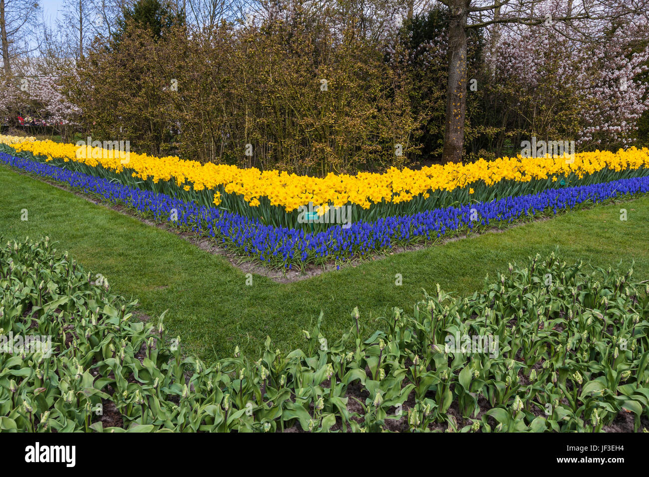 Daffodils, Narcissus 'MARCKE', and Muscari at Keukenhof Gardens in The Netherlands. (Holland). Stock Photo