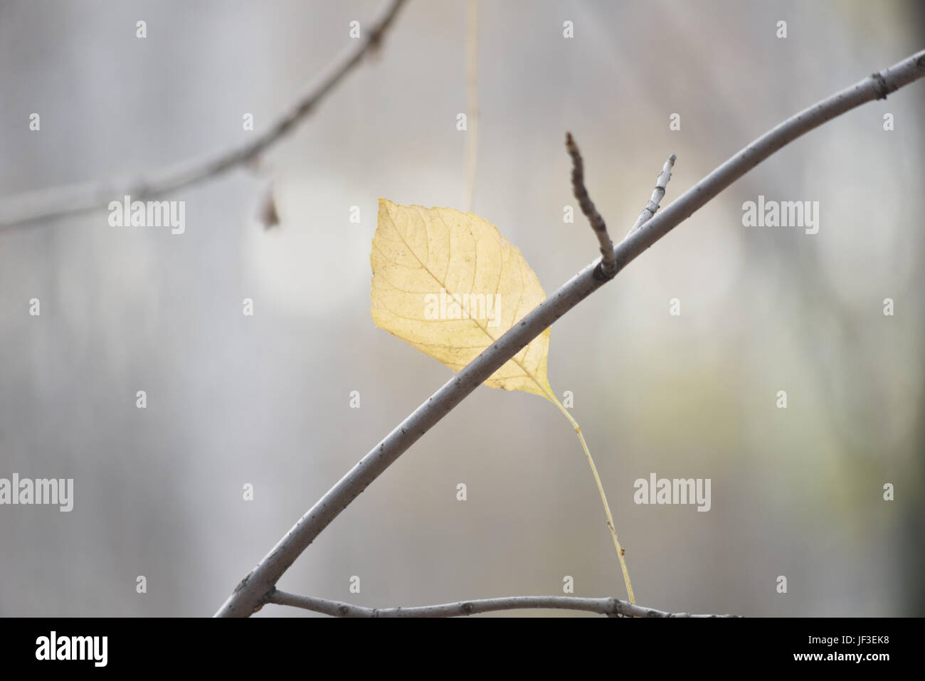 Dry leaf wallpaper hi-res stock photography and images - Alamy