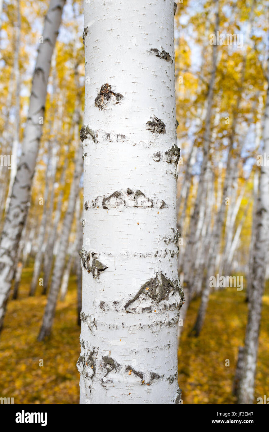 Birch tree in colorful hi-res stock photography and images - Alamy