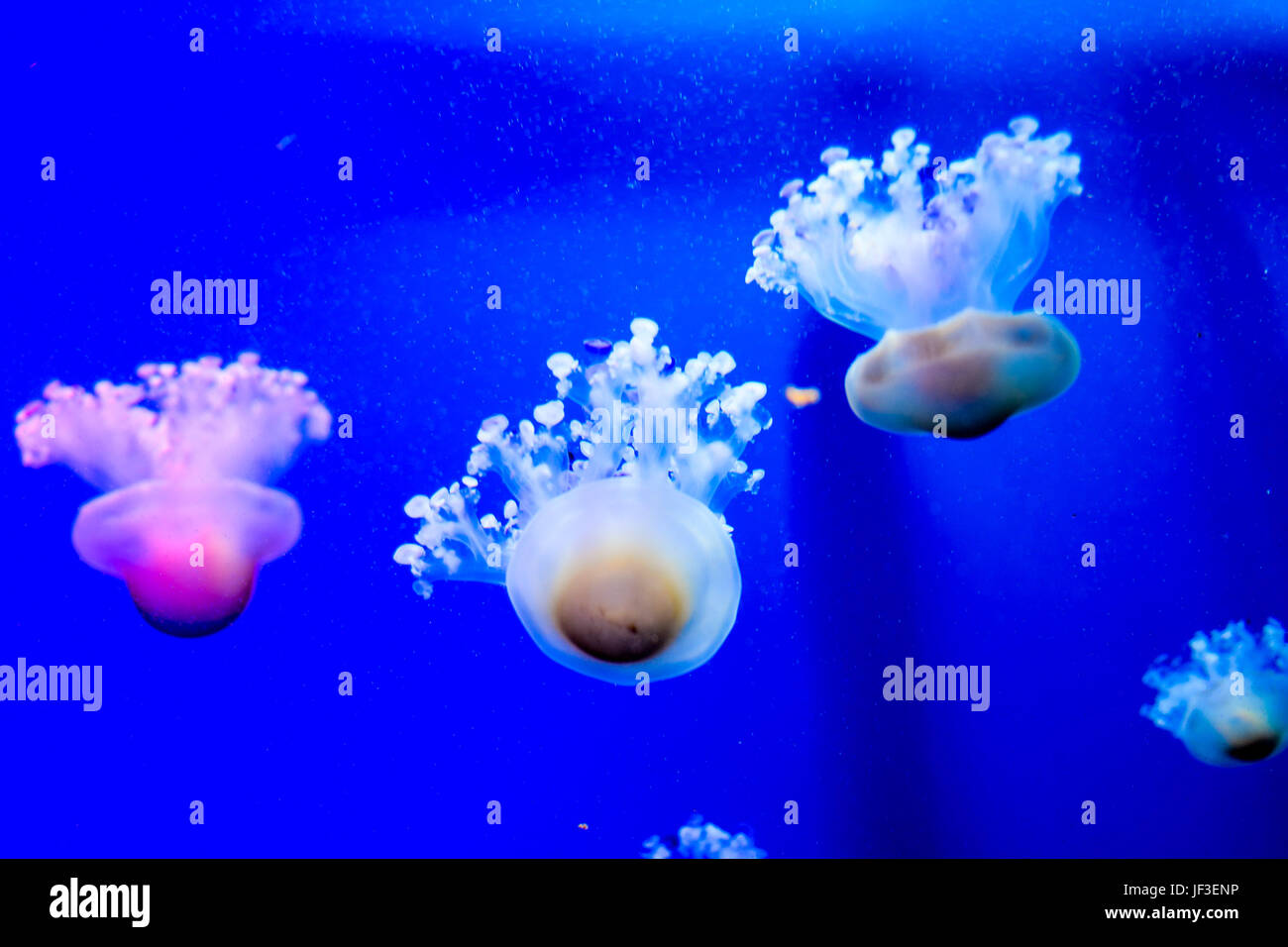 Jellyfish Dangerous Poisonous Medusa Stock Photo Alamy