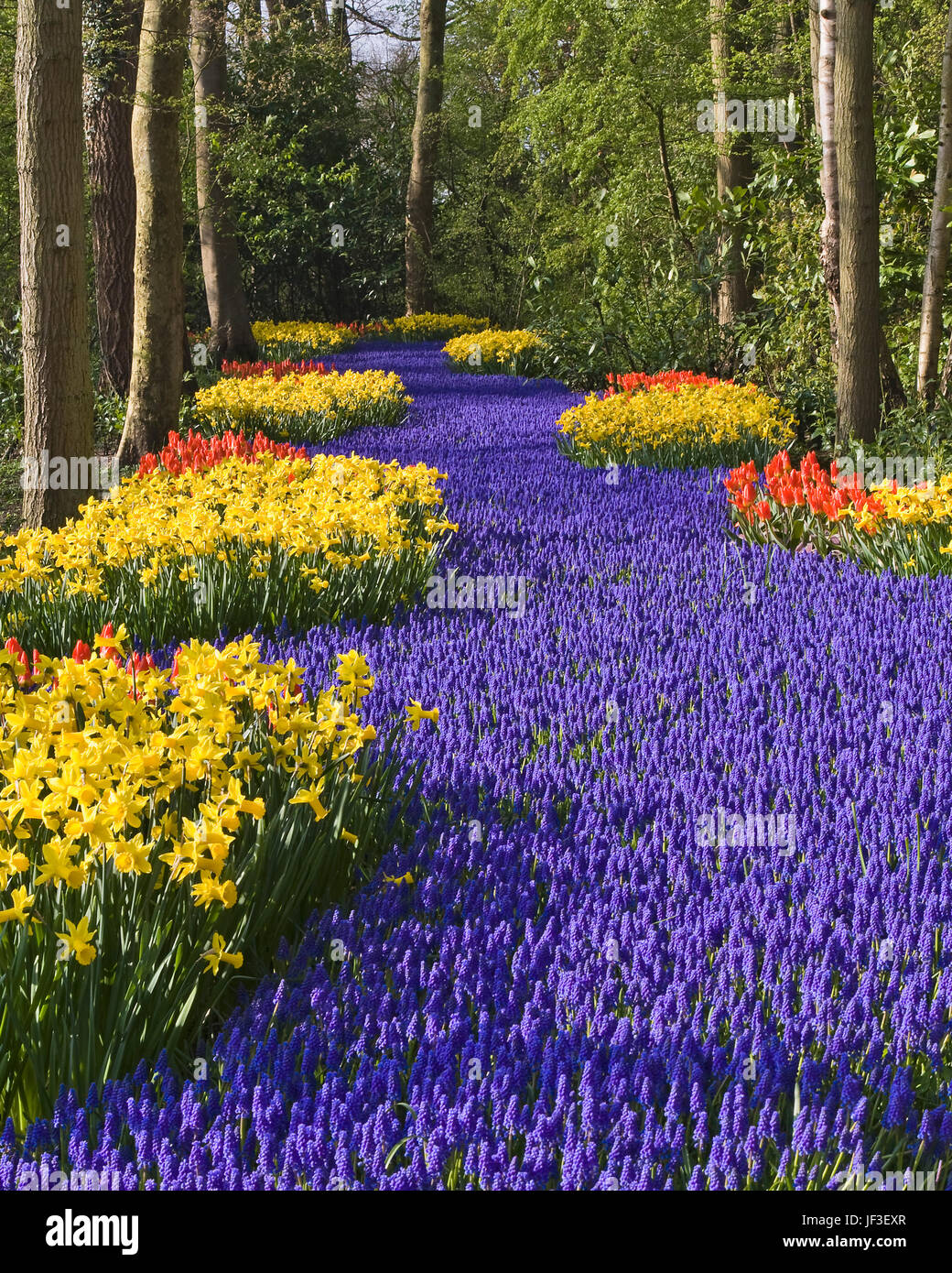 Garden Scene with Muscari 'LATIFOLIUM' and Tulip 'ROB VERLINDEN' and Narcissus 'PIPIT' - at Keukenhof Gardens in South Holland, The Netherlands. Stock Photo