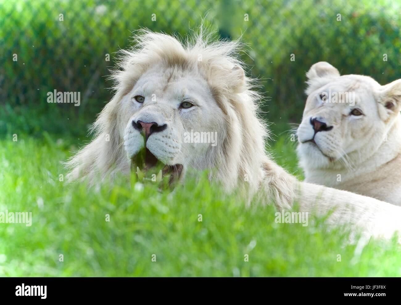 Beautiful photo of two white lions laying together Stock Photo Alamy