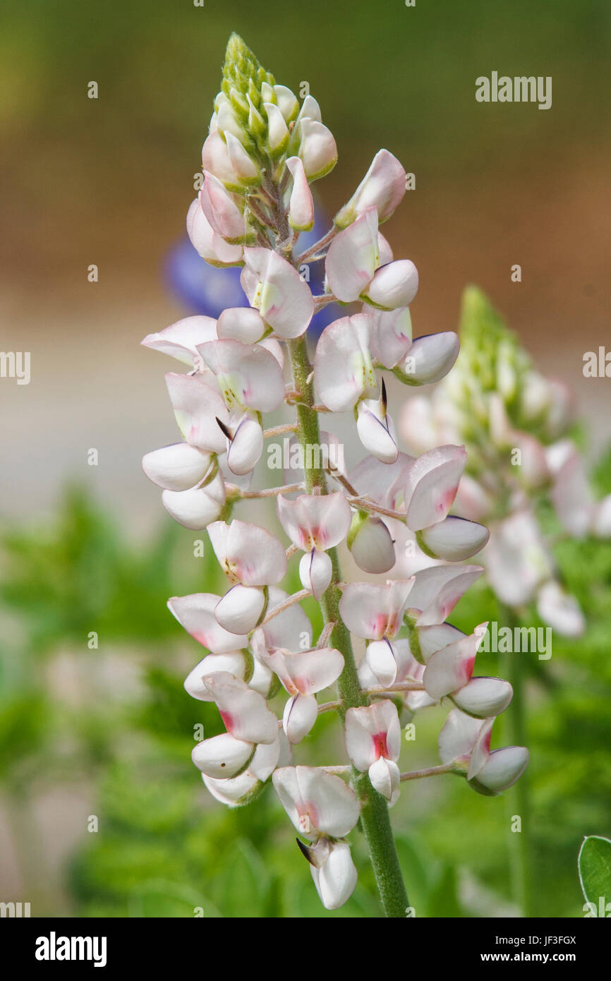 White Texas Bluebonnet (or Lupine), Lupinus texensis, at Mercer Arboretum in Spring, Texas. Stock Photo