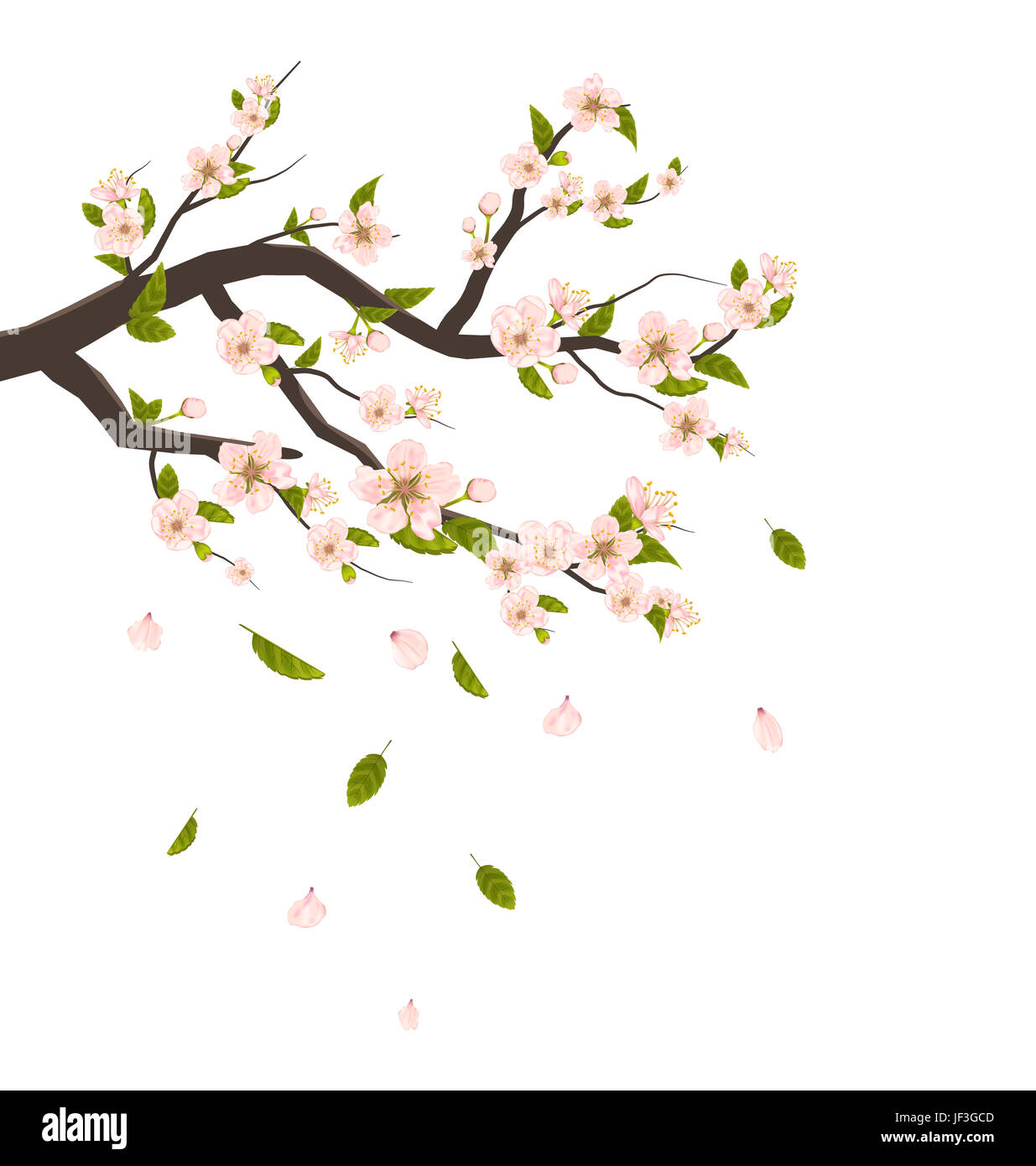 Realistic Cherry Blossom, Branch of Tree with Flying Petals Isolated on ...