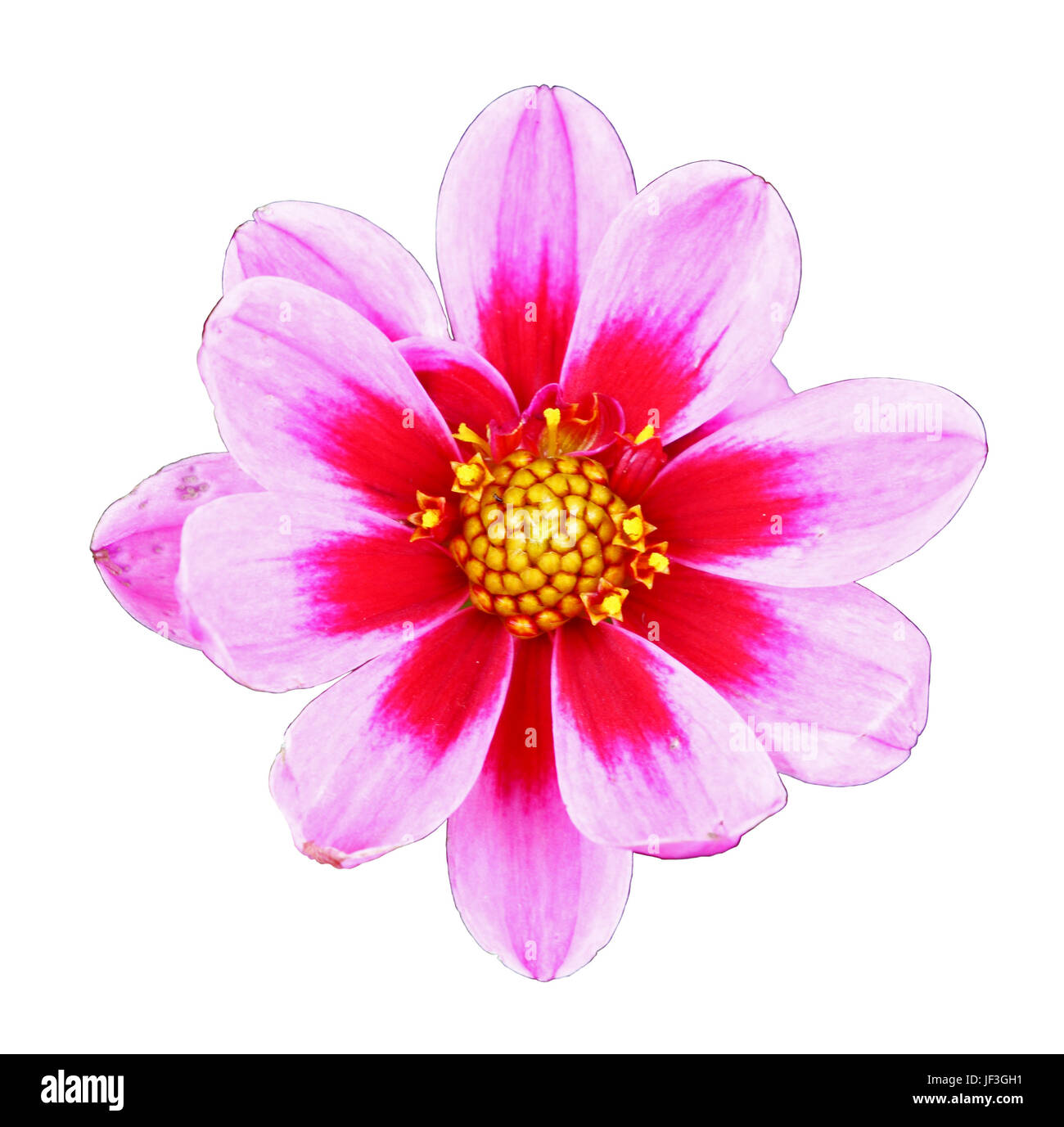 Flower of pink dahlia, isolated on white closeup Stock Photo - Alamy