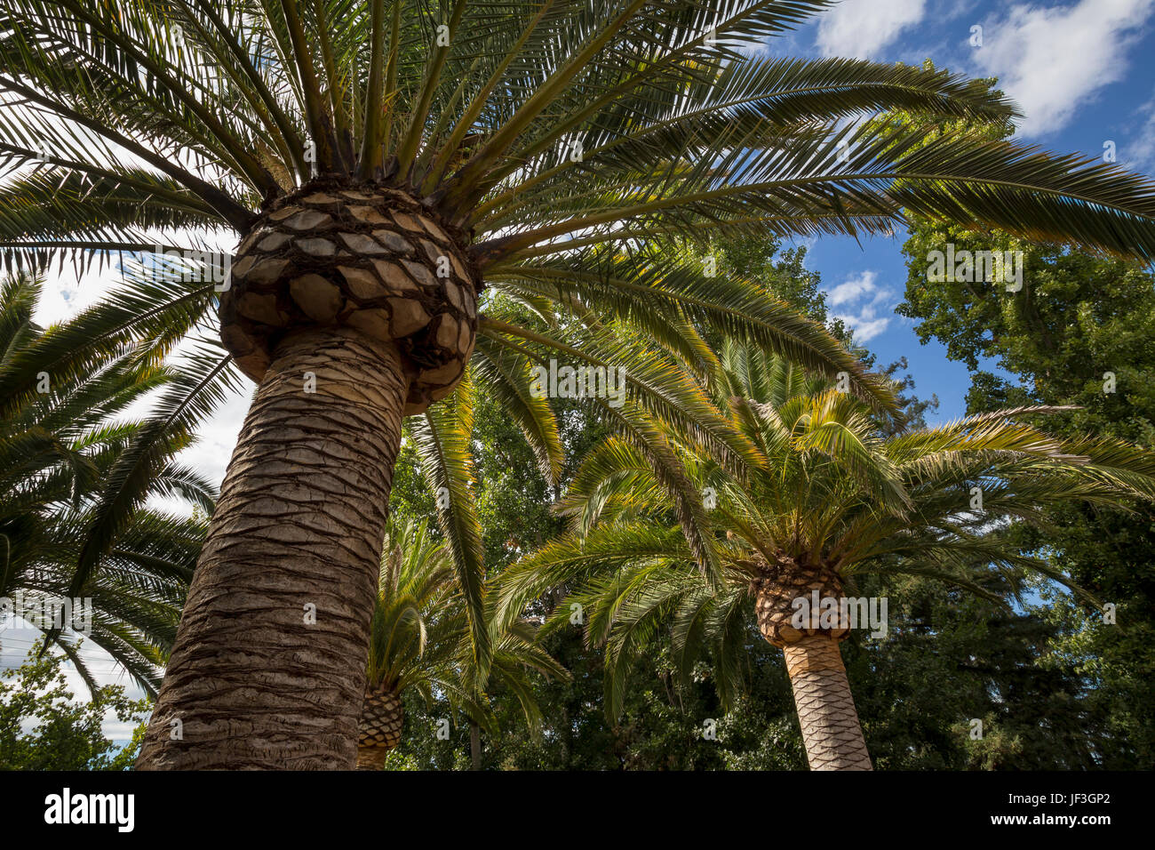 palm trees, garden landscaping, Caymus Vineyards, Rutherford, Napa Valley, Napa County, California Stock Photo