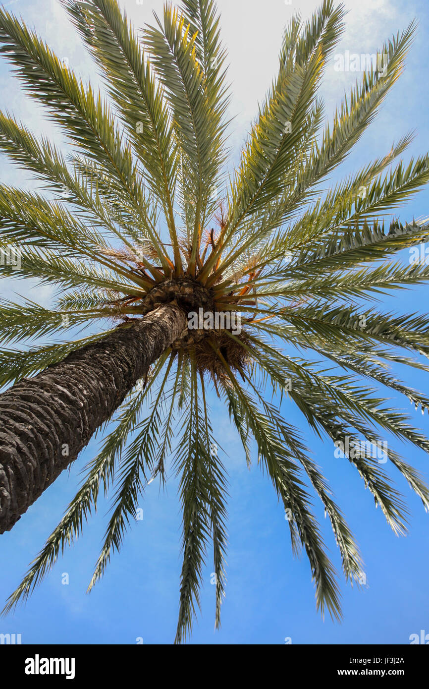 Palmier Tree High Resolution Stock Photography And Images Alamy