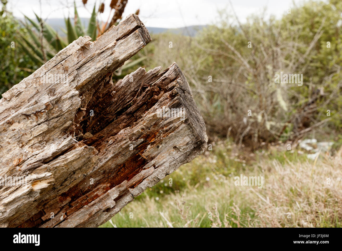 Dead tree bark hires stock photography and images Alamy