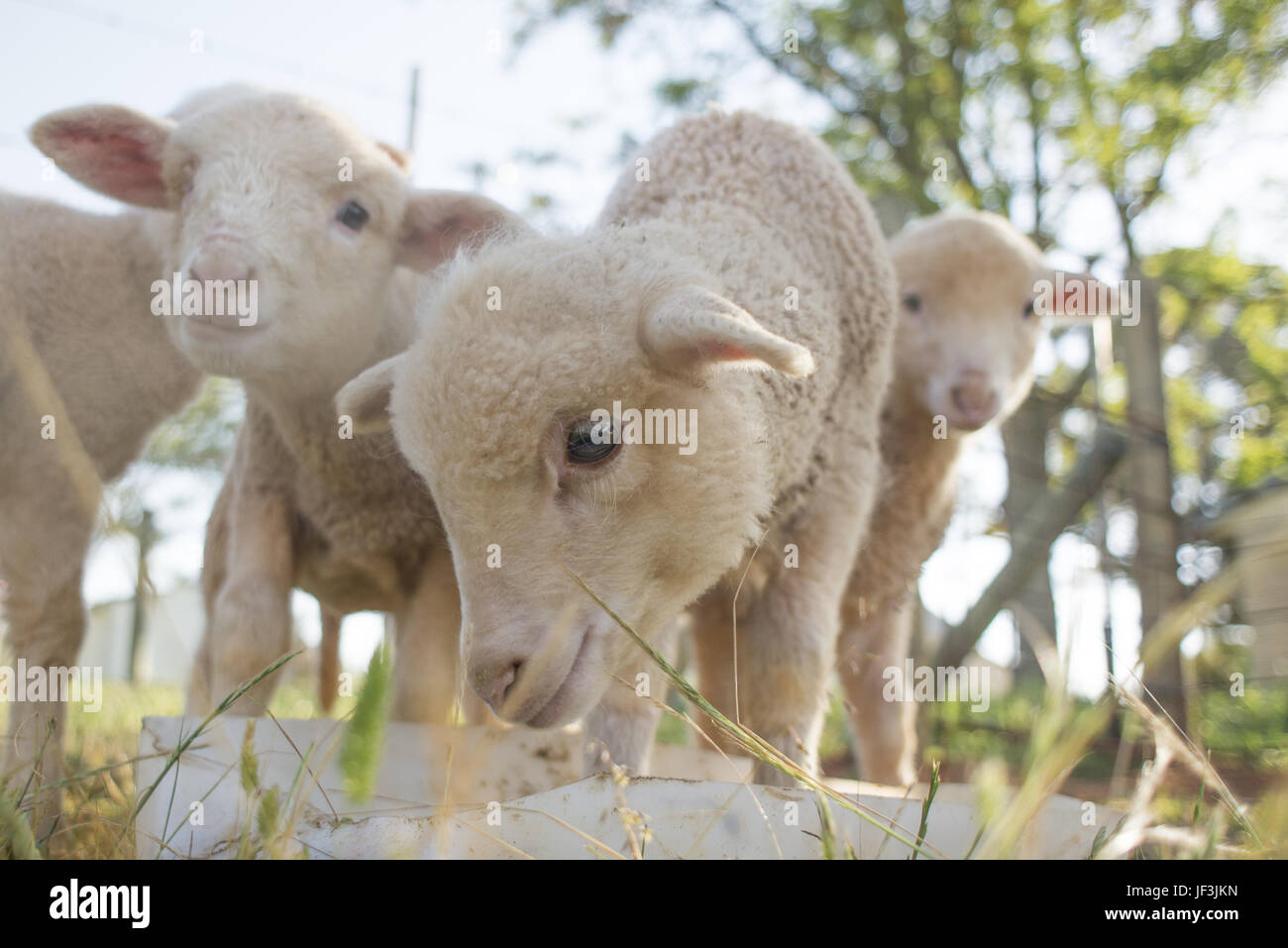 Lambs Feeding Stock Photo