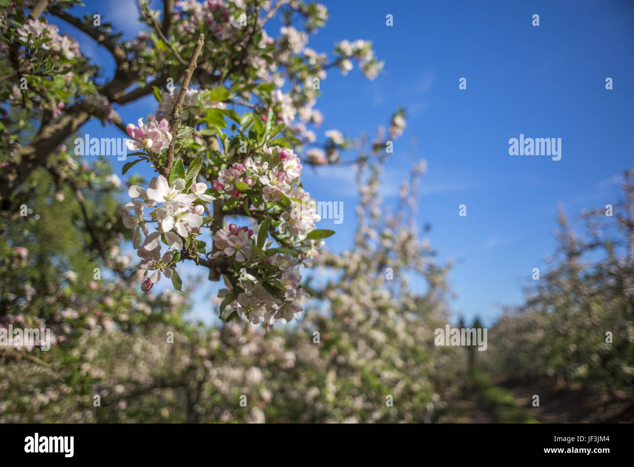 Pink and white pear blossoms Stock Photo