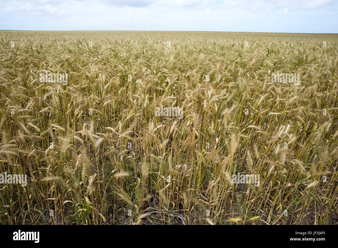 Wheat Fields in to the Distance Stock Photo