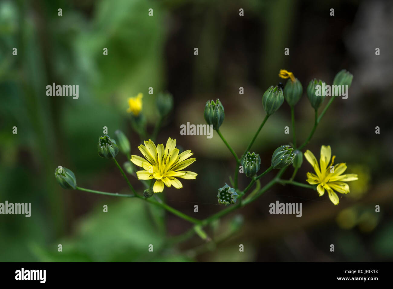 Flowers and seed heads of Nipplewort / Lapsana communis in June-July period. Stock Photo