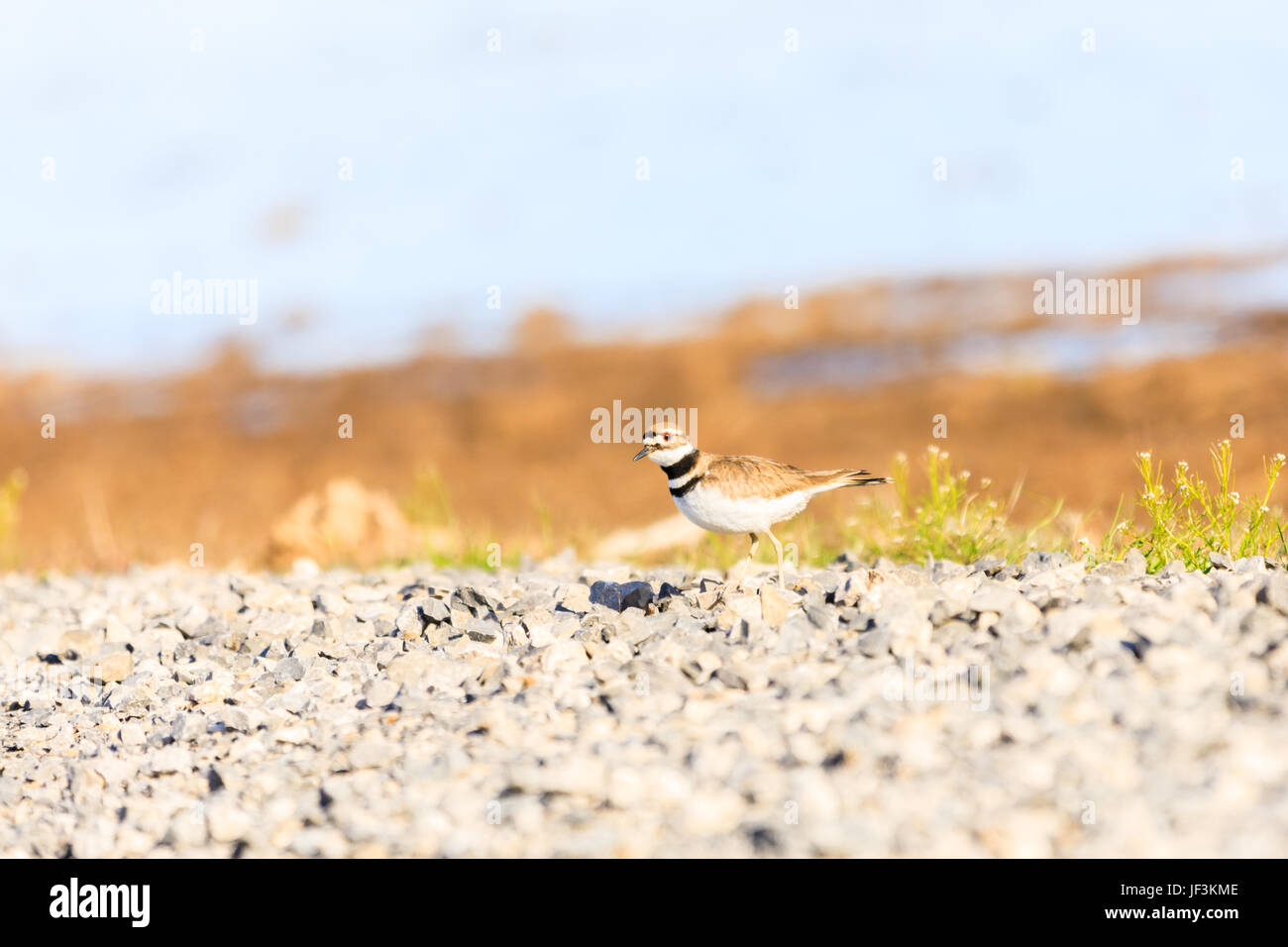 A Killdeer, Charadrius vociferus, preparing to nest along side a gravel
