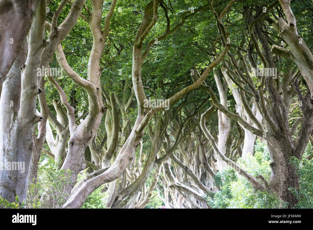 Magical forest, Northern Ireland Stock Photo