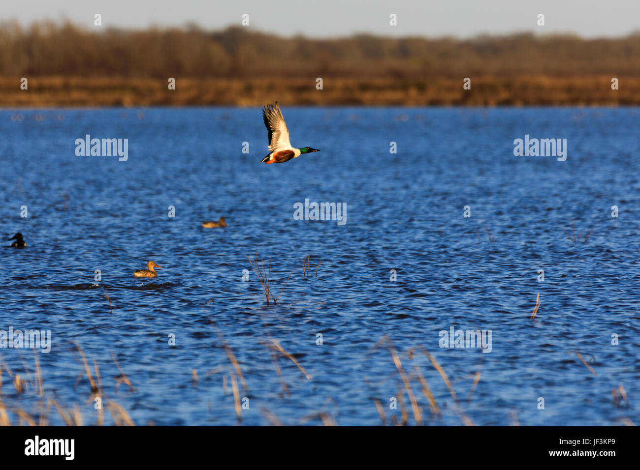 Bald knob hires stock photography and images Alamy