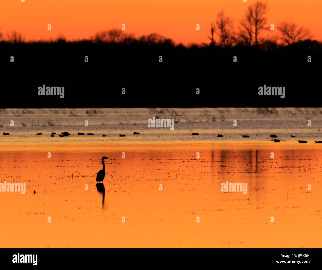 Bald Knob NWR March 2017, Great Blue Heron with ducks in the