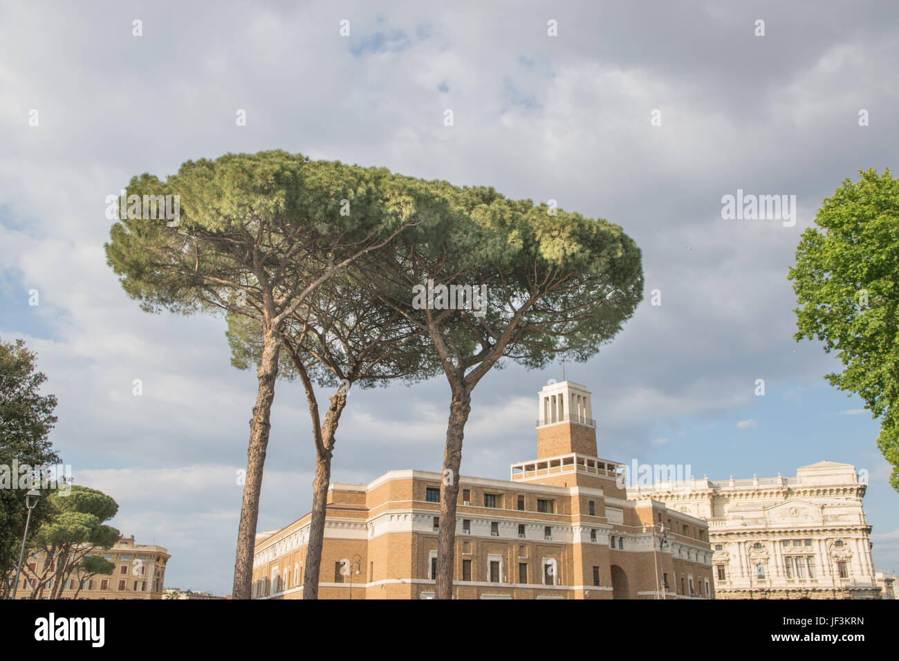 Maritime Pine tree group near Rome, Italy Stock Photo