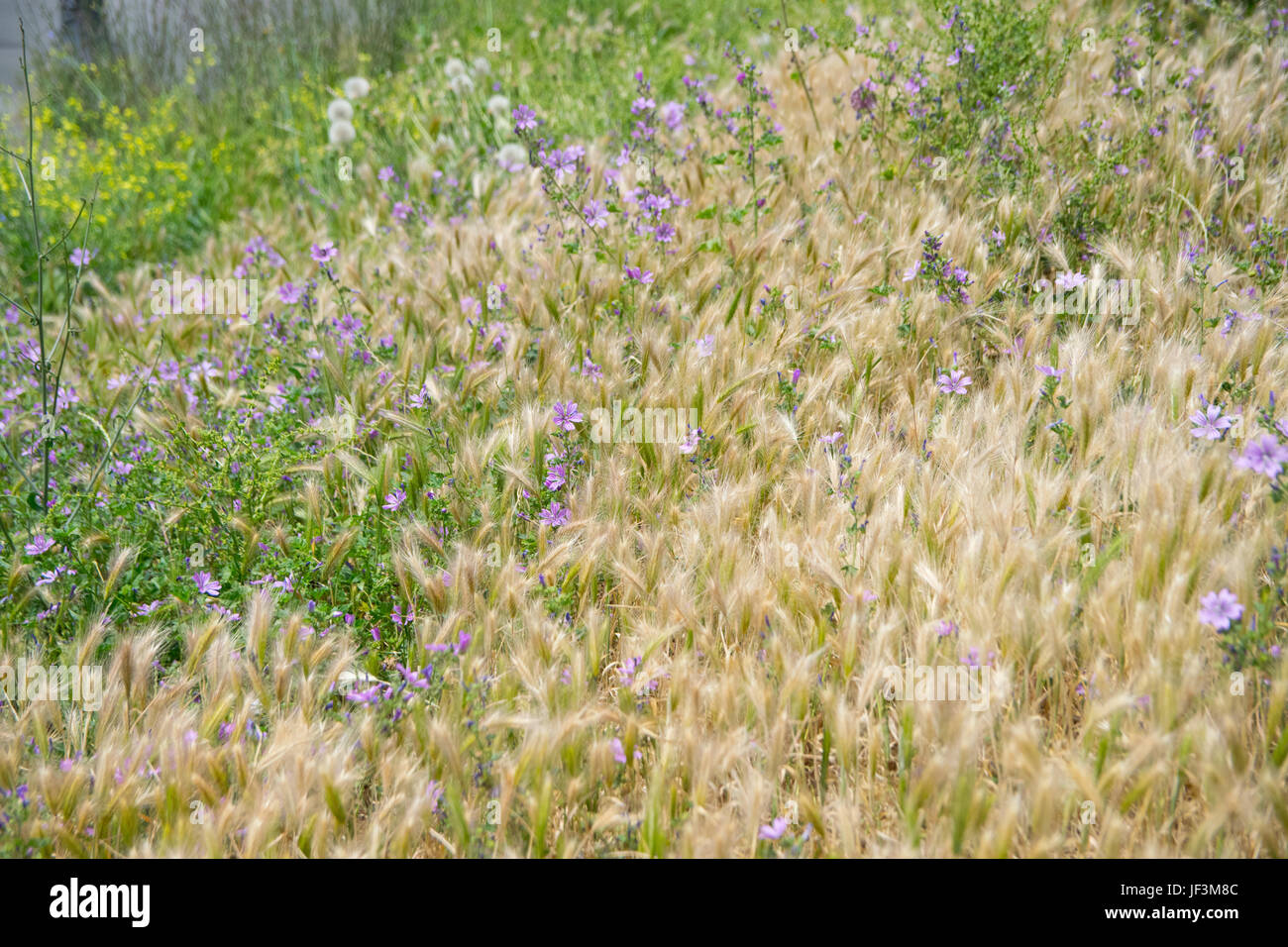 Purple wild flowers field Stock Photo - Alamy