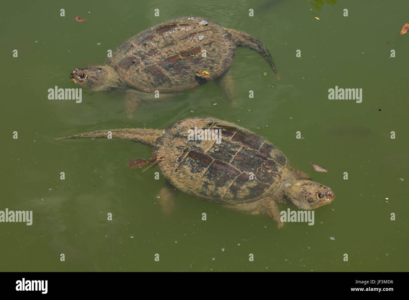 Snapping turtle(s), Chelydra serpentina, Maryland Stock Photo - Alamy