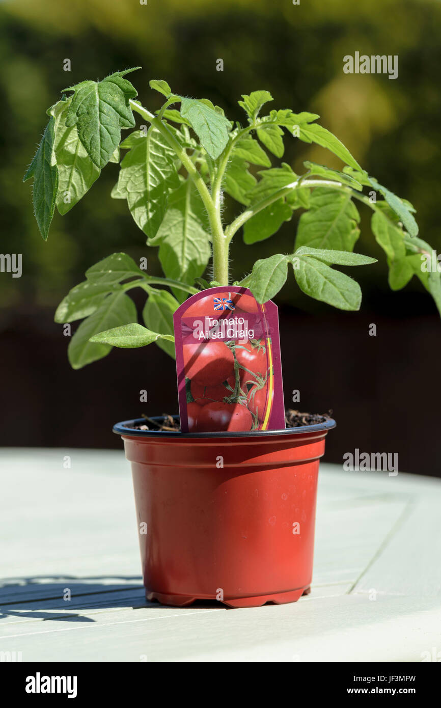 Tomato plant Ailsa Craig ready for planting out. Stock Photo