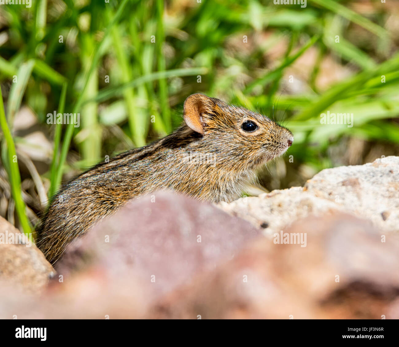 A Fourstriped Grass Mouse in Southern Africa Stock Photo Alamy