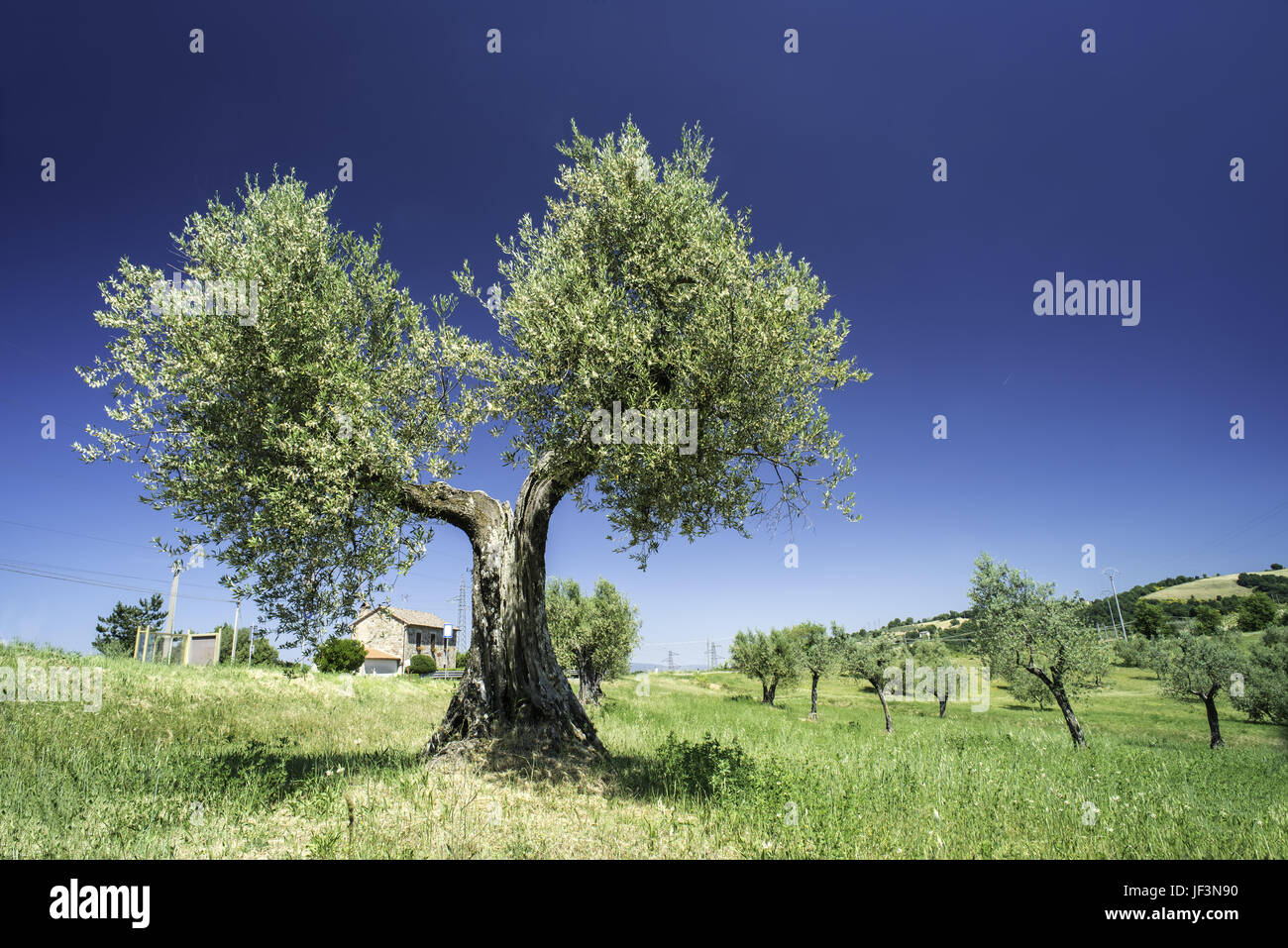 Olive tree in Italy Stock Photo Alamy