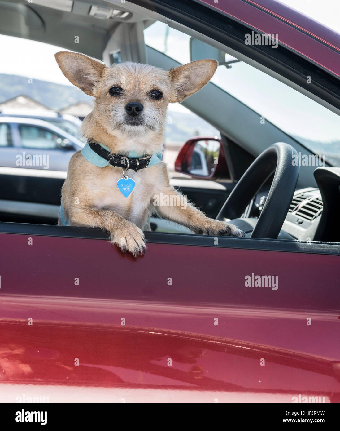 Small dog looking out of car drivers window Stock Photo