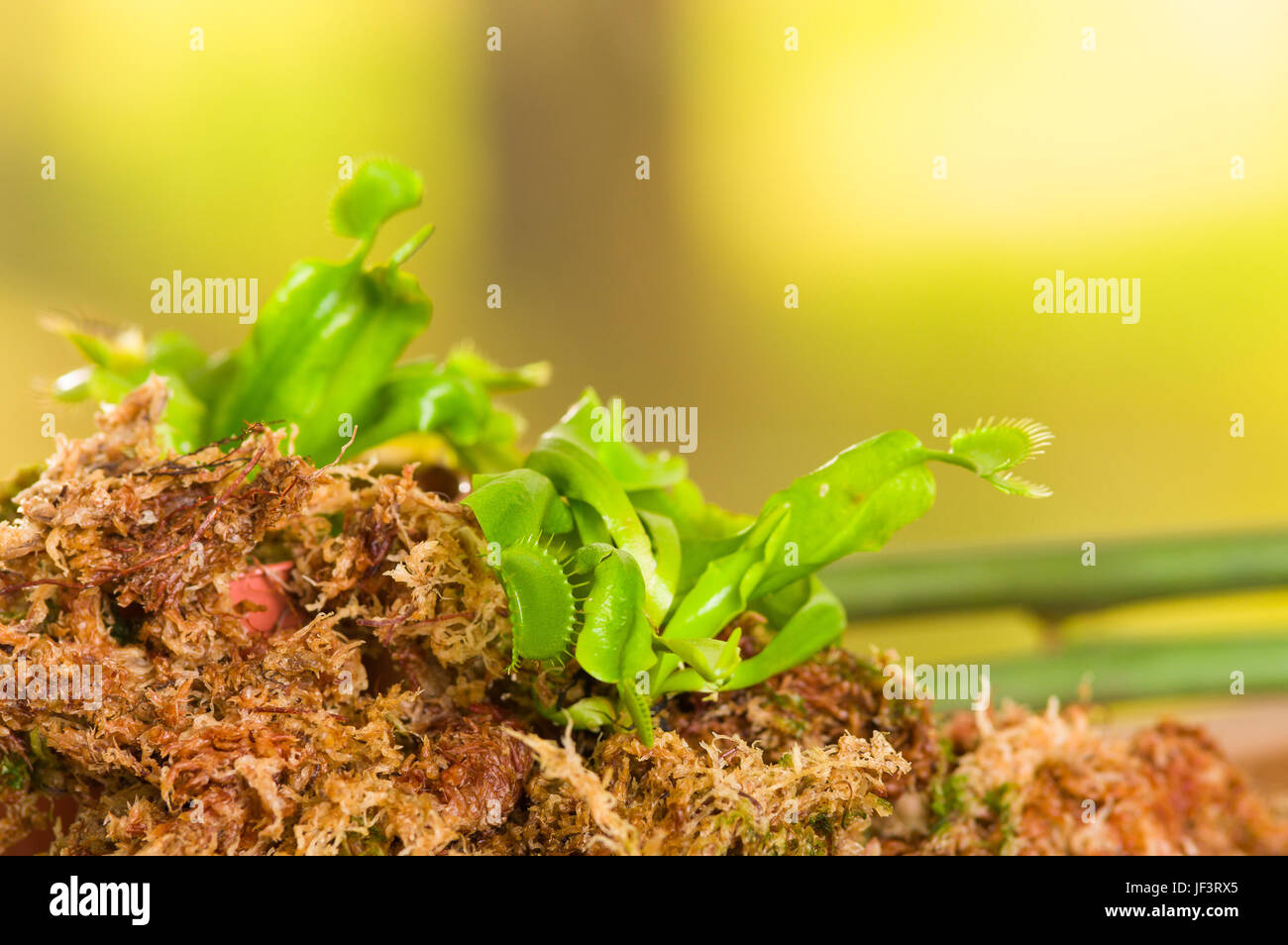 Exotic insect-eating predator flower Venus flytrap dionaea planted over ...