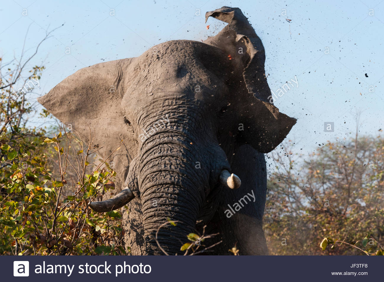 elephant flappy ears