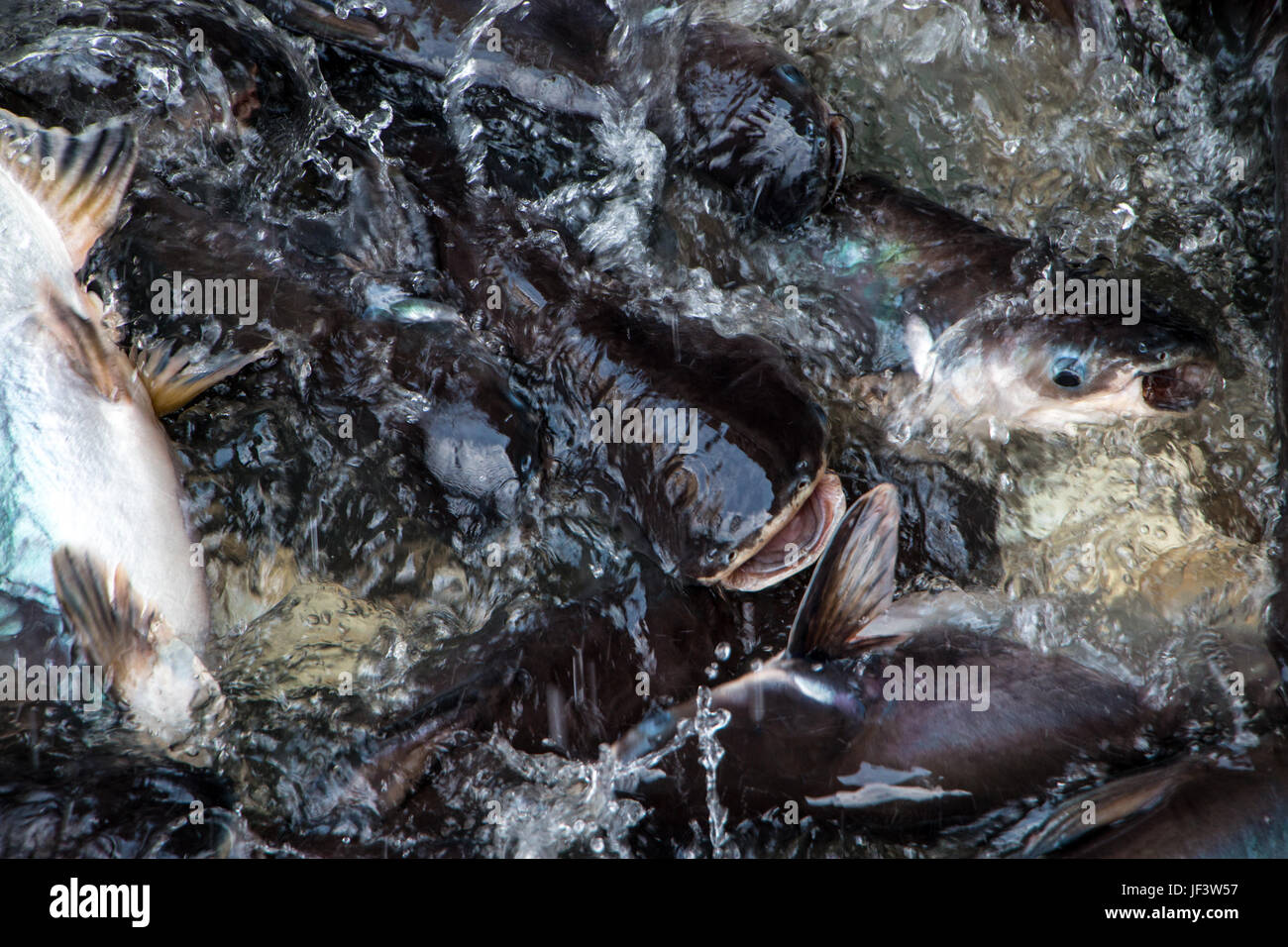 Image of Iridescent shark in river for background. Selective focus image. Motion blur image. Stock Photo