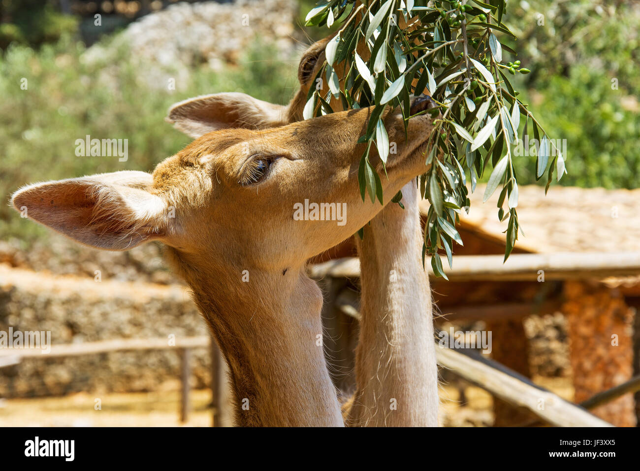 Two female deer eat leaves olive branch Stock Photo Alamy