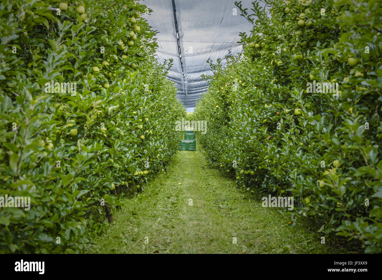 Apple Plantation High Resolution Stock Photography and Images Alamy