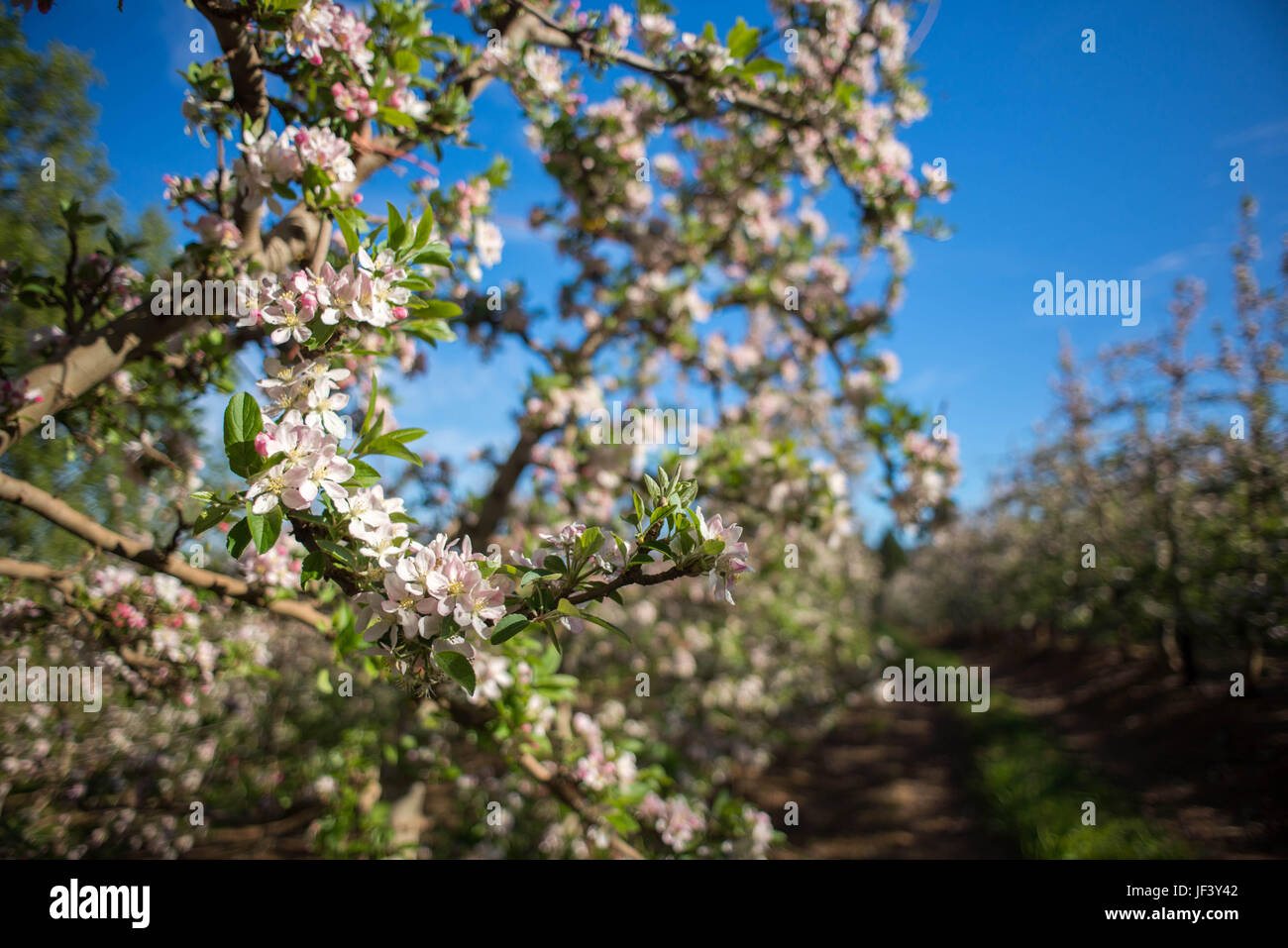Blossoms on a pear tree Stock Photo
