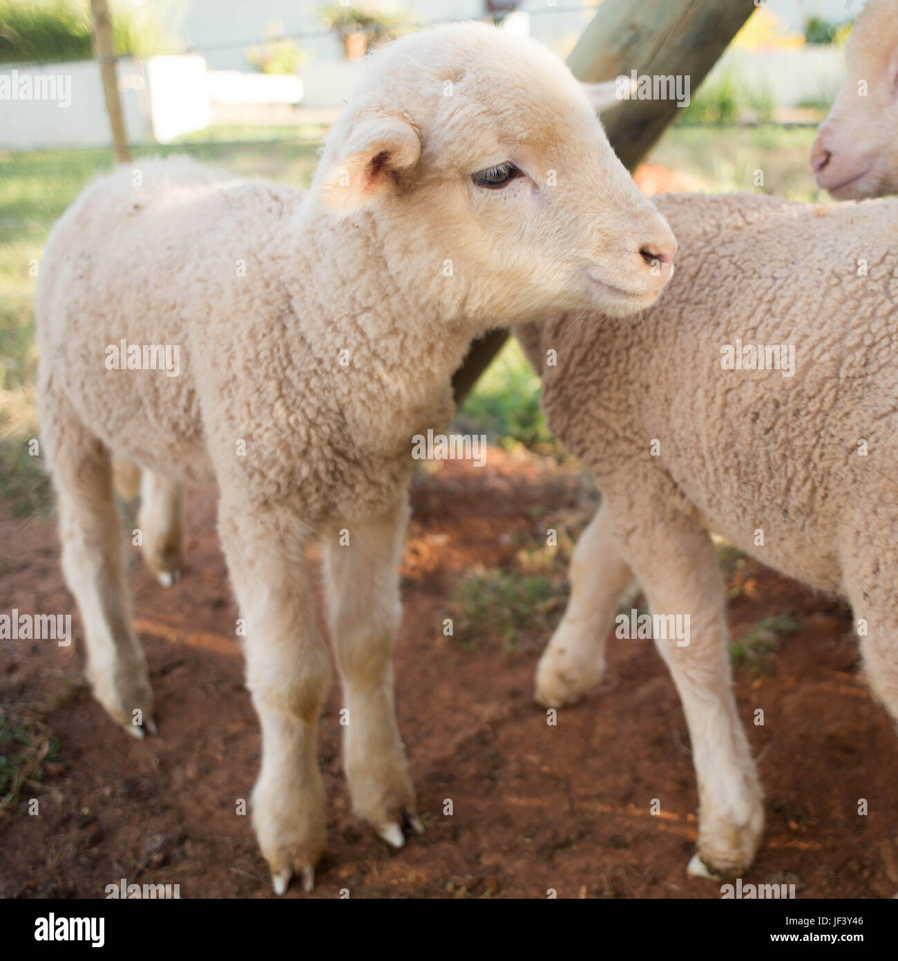 Newly born lamb in pen Stock Photo
