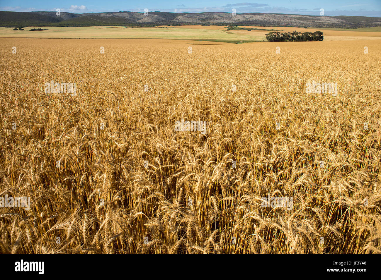 Wheat Fields on Farm Land Stock Photo