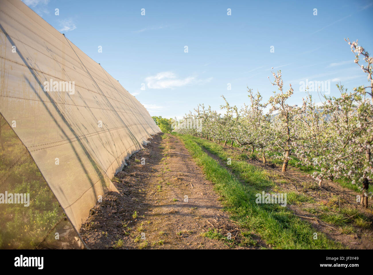 Pear Trees in Blossom next to Green House Stock Photo