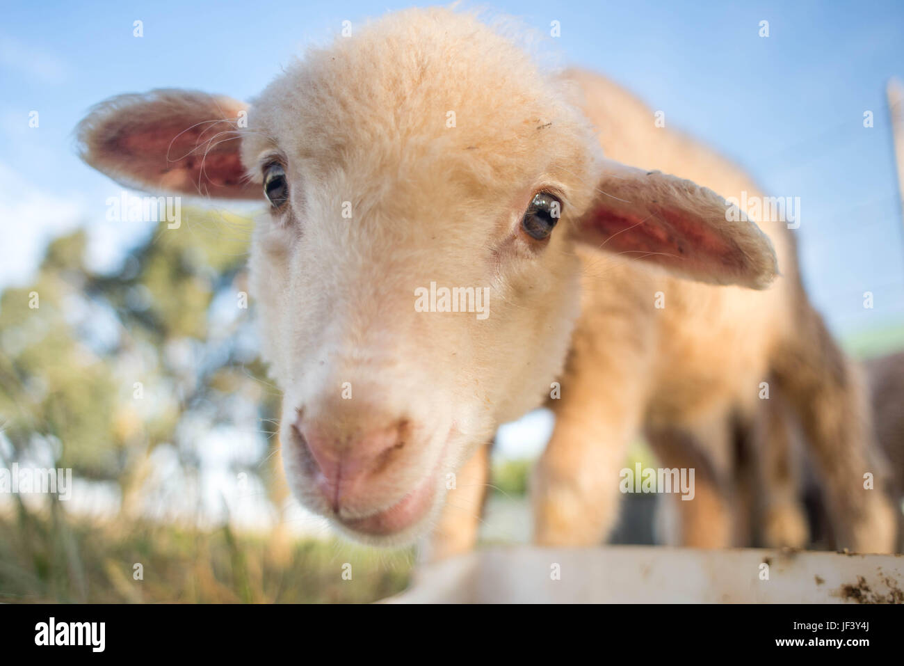 Portrait of a Cute Lamb Stock Photo