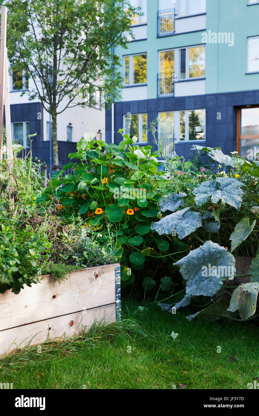 Vegetable patch in containers Stock Photo Alamy