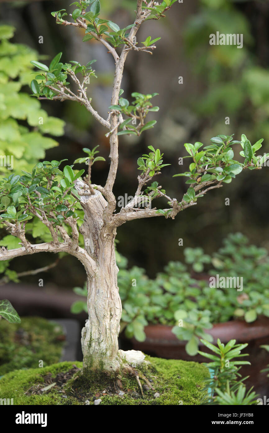 Bonsai bumchen hi-res stock photography and images - Alamy