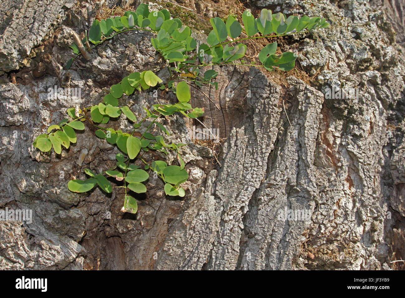 black locust Stock Photo Alamy