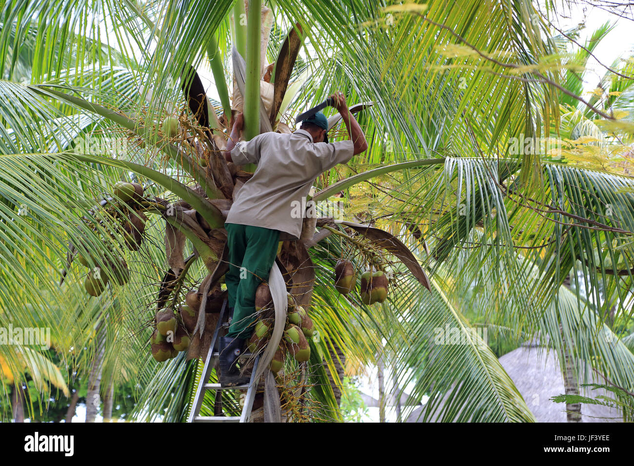 Mauritius, harvesting coconuts Stock Photo