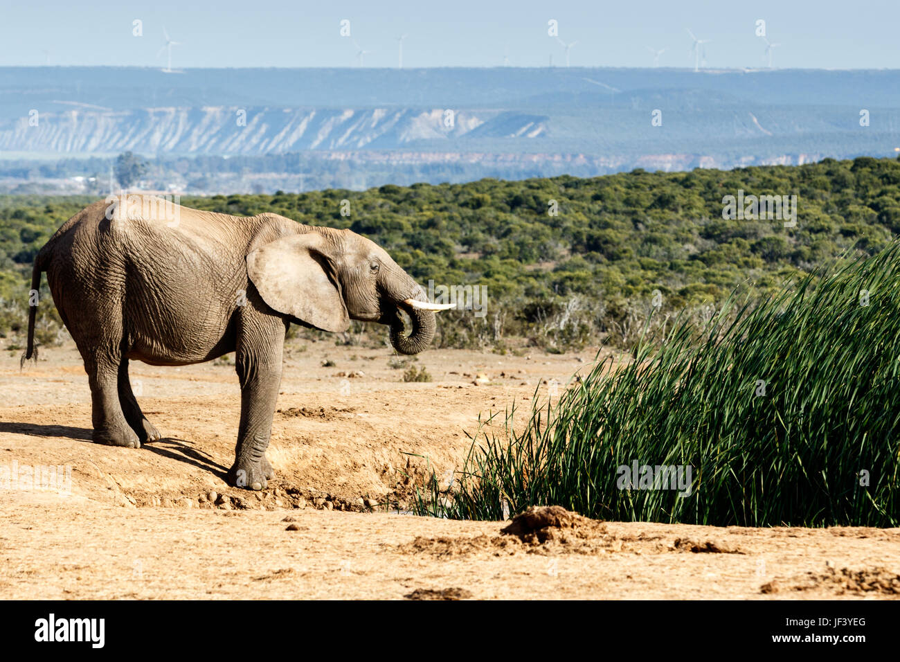 Young African Bush Elephant drinking water Stock Photo