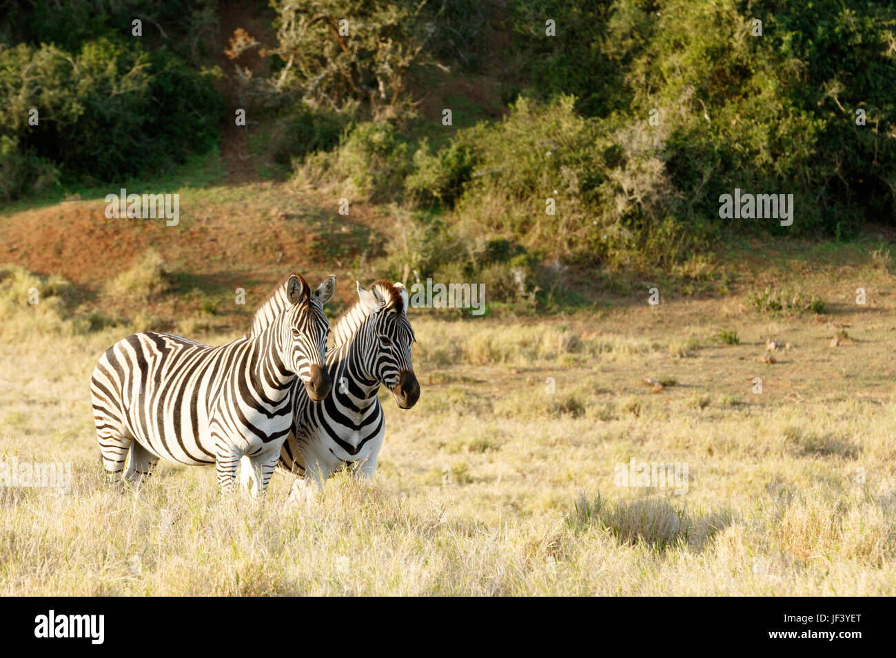 Burchells zebra southern subspecies hi-res stock photography and images ...