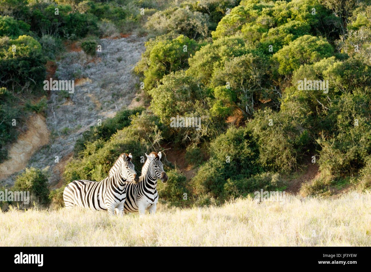 Two Zebra standing in a similar position Stock Photo