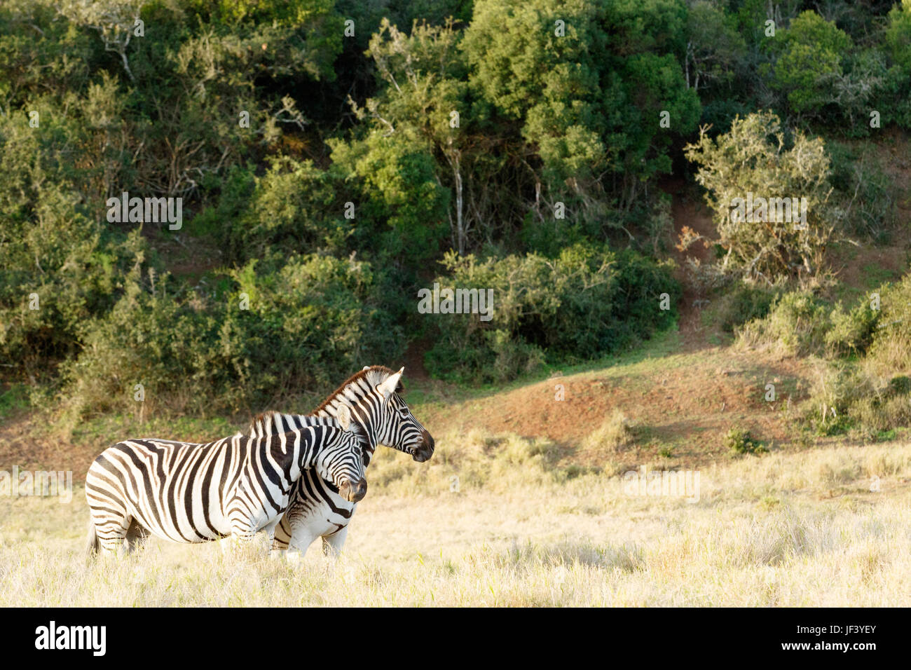 Two Zebra Rubbing some love on each other Stock Photo Alamy