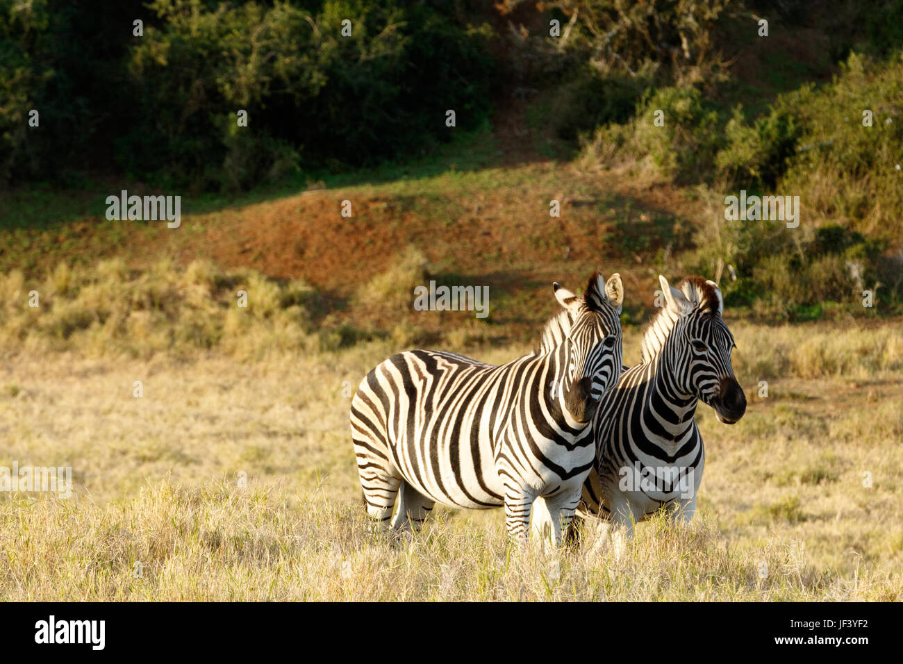 Burchell's Zebra Standing and Looking. Stock Photo