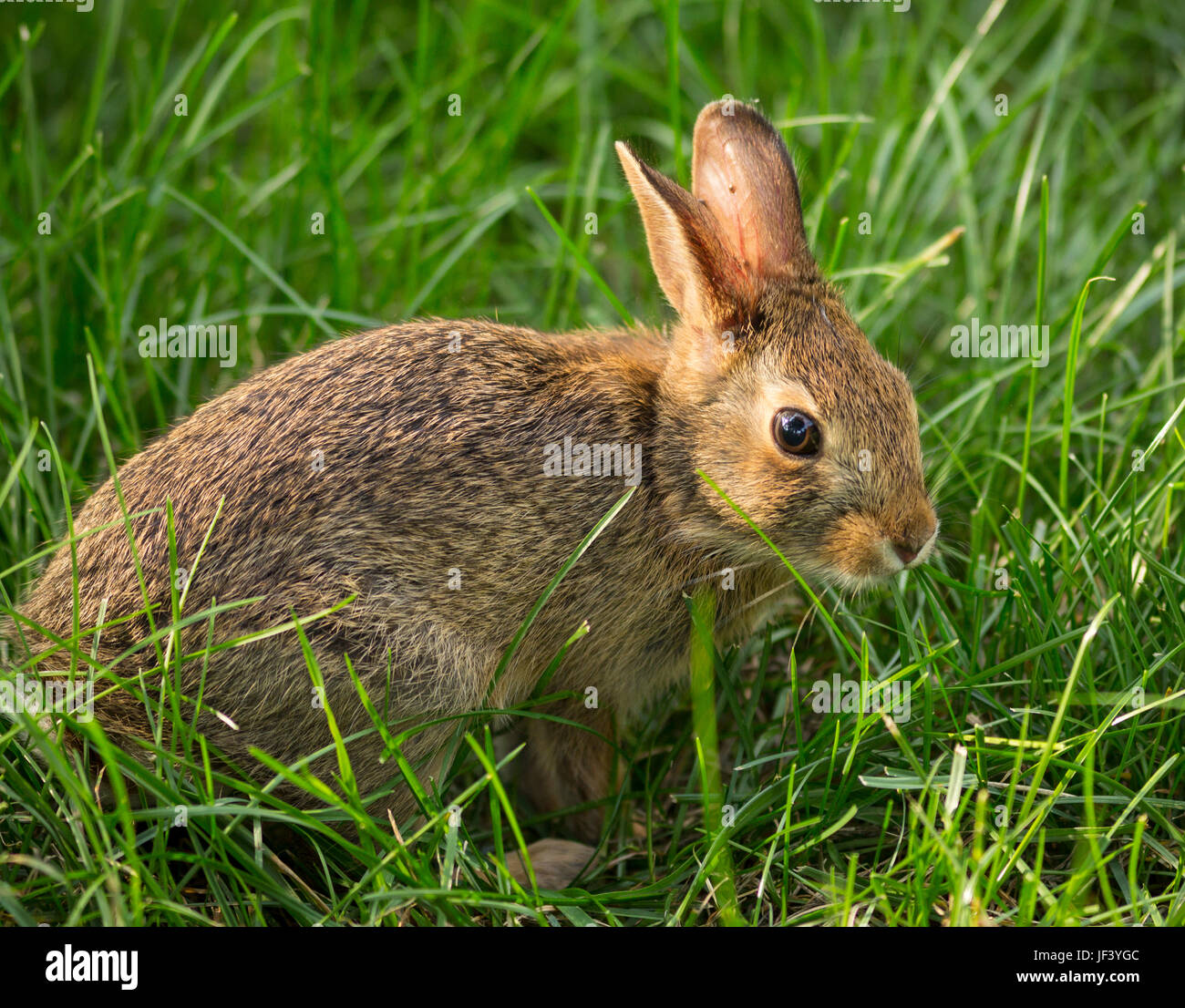 ARLINGTON, VIRGINIA, USA JUNE 4, 2017 Bunny rabbit in grass. Wild