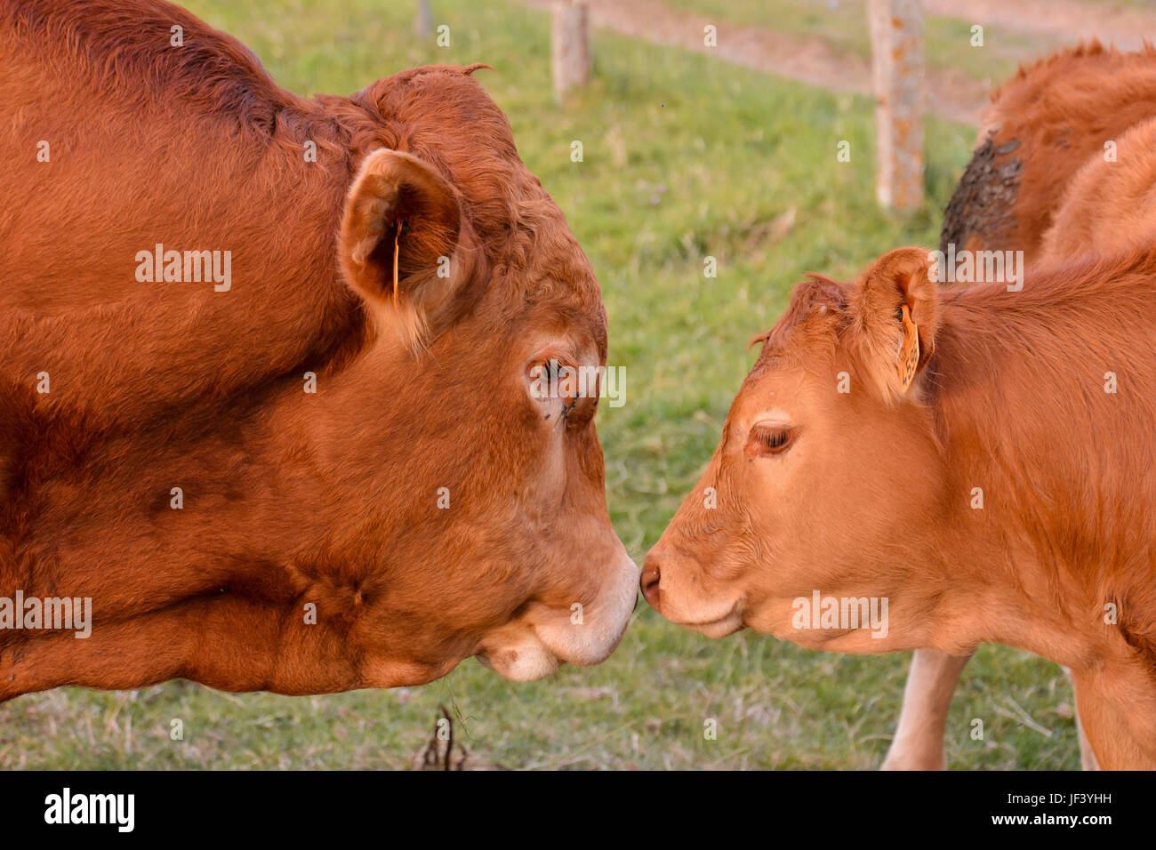 Curious french brown cow in a meadow Stock Photo Alamy